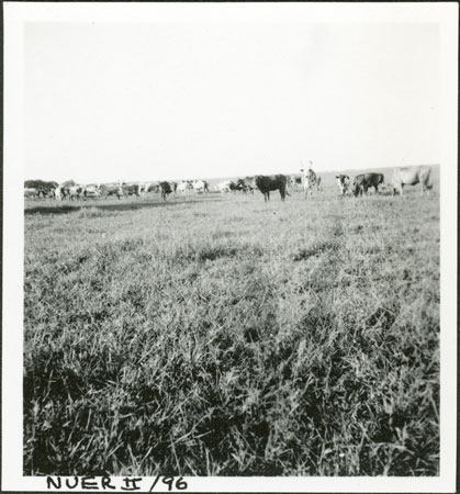 Nuer cattle 