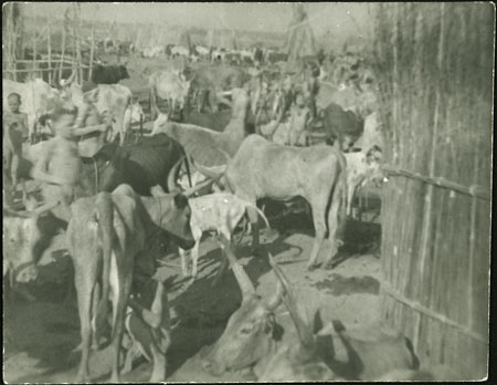 Mandari cattle camp
