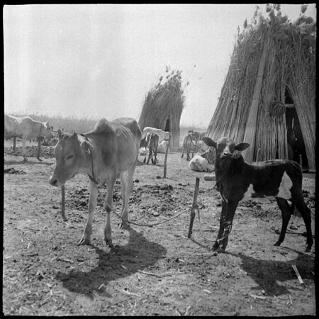 Mandari cattle camp