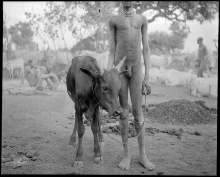 Mandari youth with ox