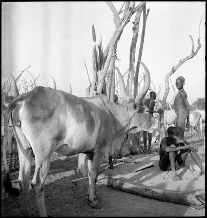 Mandari Kbora cattle camp