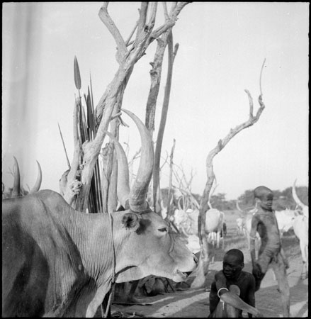 Mandari Kbora ox in cattle camp
