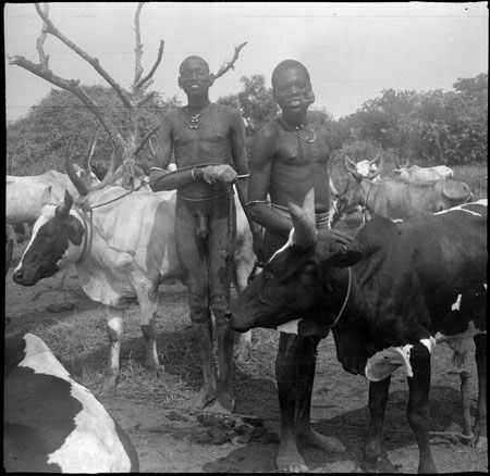 Mandari Kbora youths with display oxen