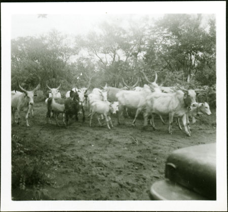 Mandari youths herding cattle