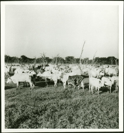 Mandari Kbora cattle camp