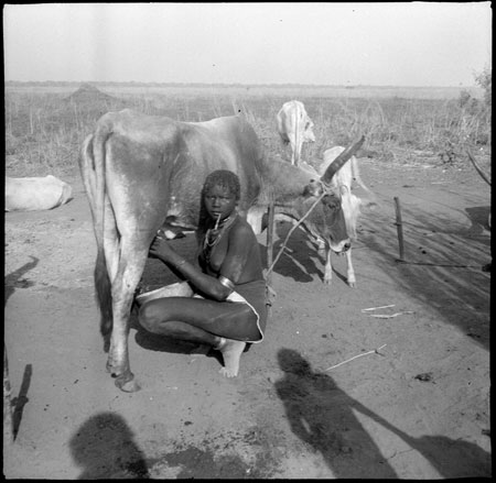 Mandari cow being milked