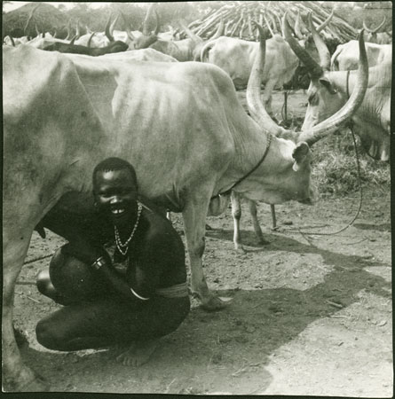Mandari cow being milked