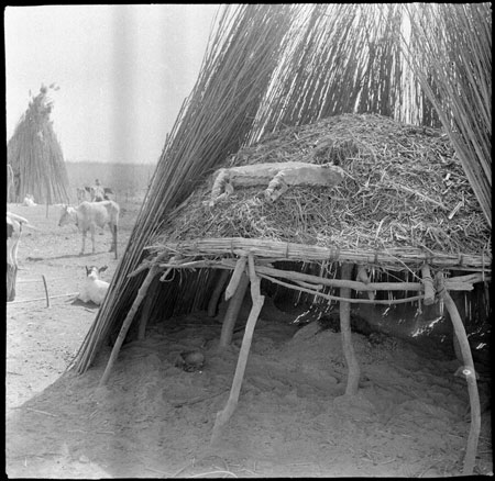 Tulchan and shelter at Mandari cattle-camp