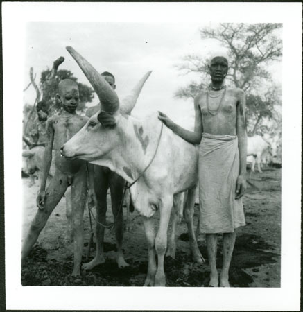 Mandari girl and boys with display ox
