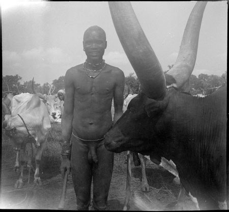 Mandari youth with display ox