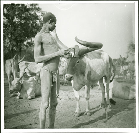 Mandari youths with display ox