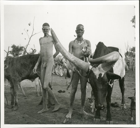 Mandari youth with display ox