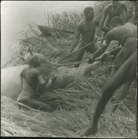 Mandari Kbora men landing dead hippo