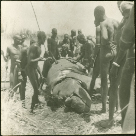Mandari Kbora men butchering dead hippo