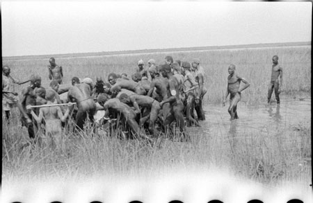 Nuer porters landing hippo