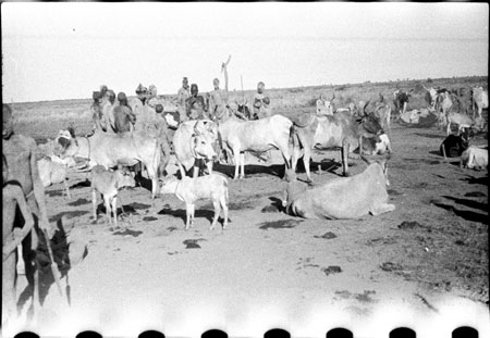 Nuer cattle camp
