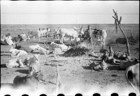 Nuer cattle camp