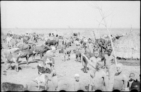 Nuer cattle camp