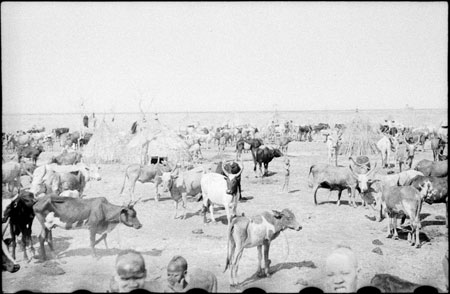 Nuer cattle camp