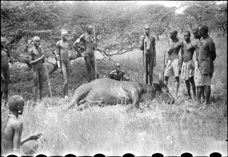 Buffalo hunt in Nuerland