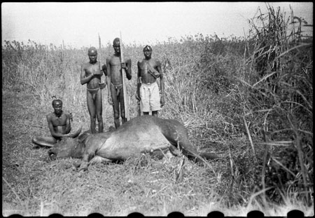 Nuer porters with buffalo