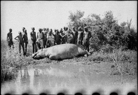 Shot hippo in Nuerland