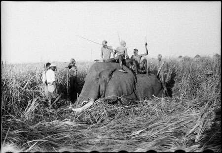 Elephant shot in Nuerland