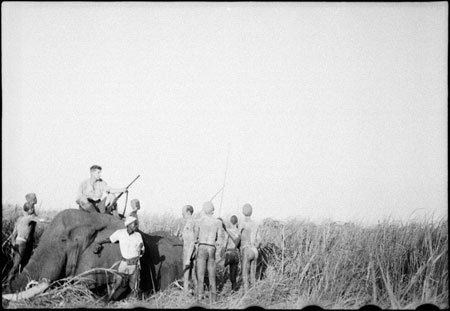 Elephant shot in Nuerland