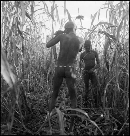Dinka youths harvesting millet