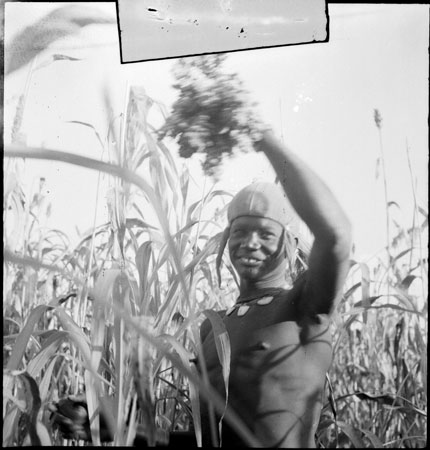 Dinka youth harvesting millet