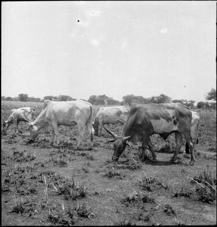 Dinka cattle