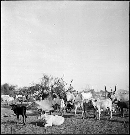 Bor Dinka cattle camp