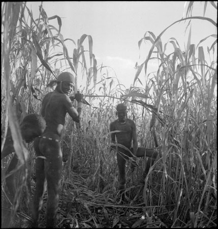 Dinka youths harvesting millet