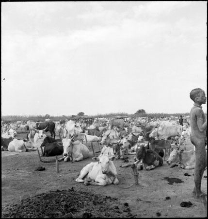Dinka cattle camp