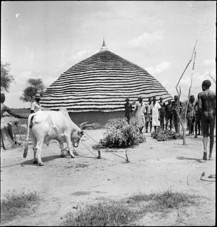 Dinka ox sacrifice