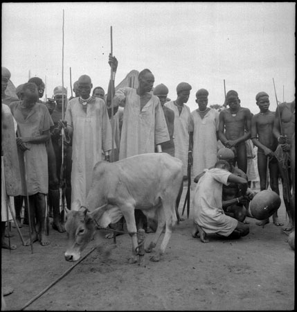 Rek Dinka bull-calf sacrifice