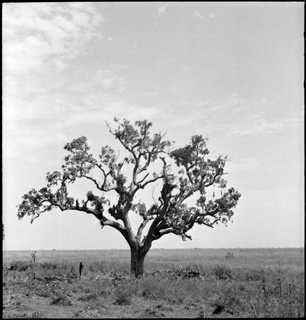 Tree in Dinkaland