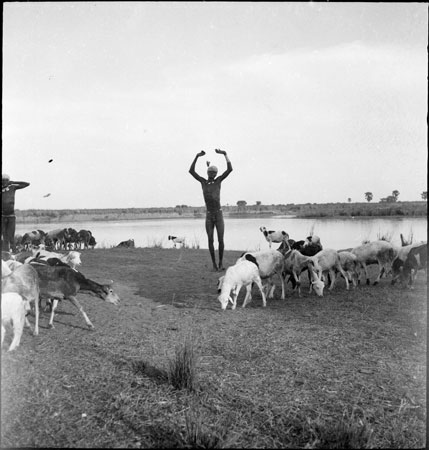 Dinka youth with goats