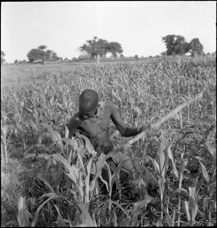 Dinka man weeding millet crop