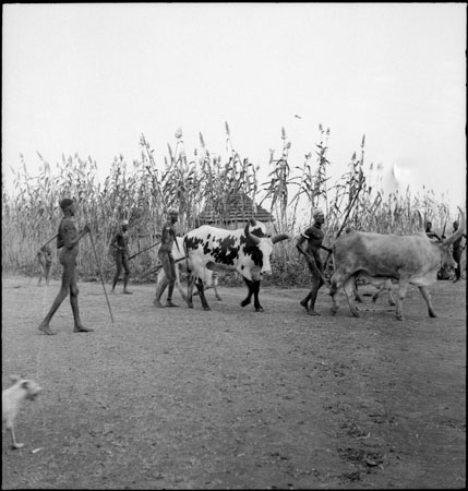 Dinka display oxen