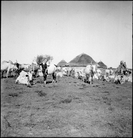 Dinka cattle in village