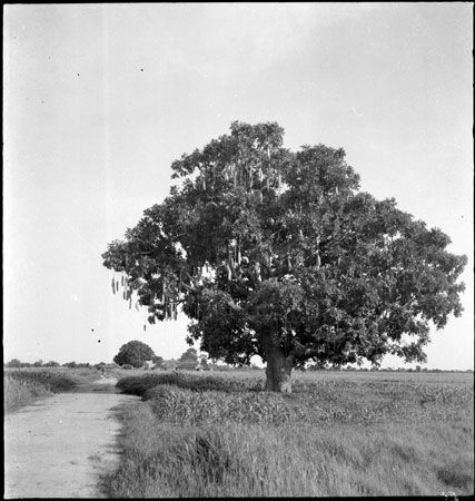 Rual tree in Dinkaland
