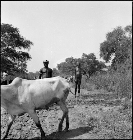 Dinka youths with cattle