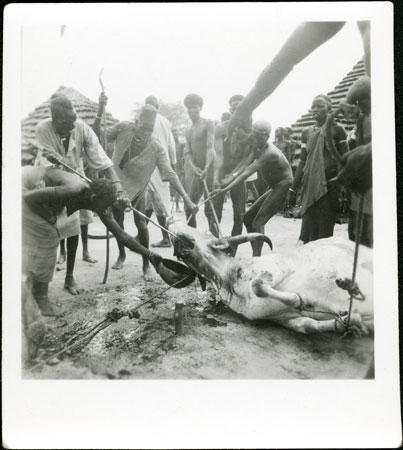 Rek Dinka ox sacrifice
