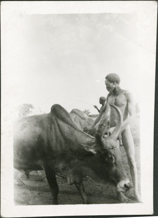Dinka man with ox