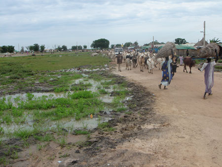 Nuer cattle in Bentiu