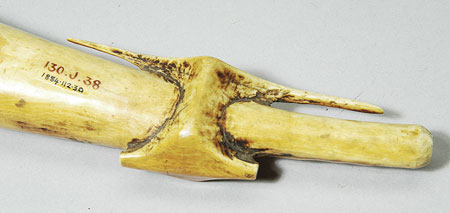 Ivory trumpet