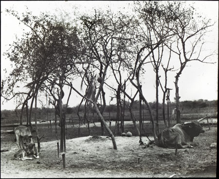 Dinka cattle hearth