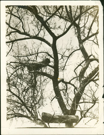 Acholi bee hives in tree