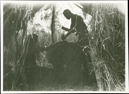 Zande gong carving